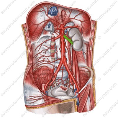 Renal artery (a. renalis sinstra)